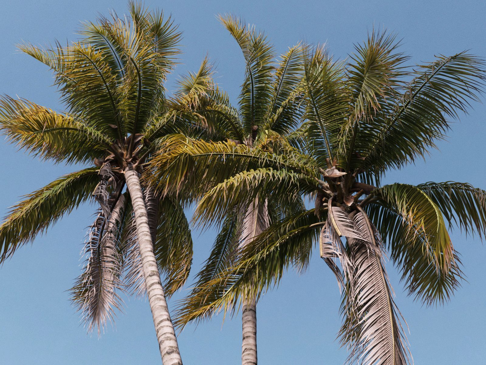 palm tree where you get the heart of palm