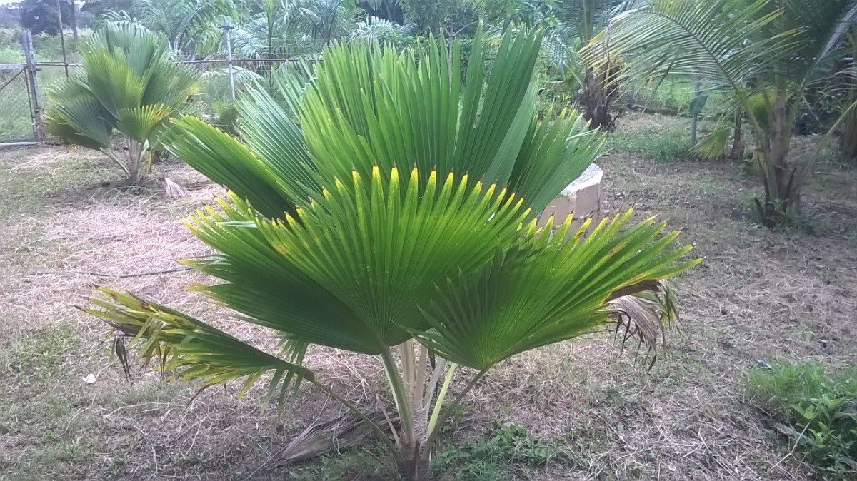 plant of heart of palm