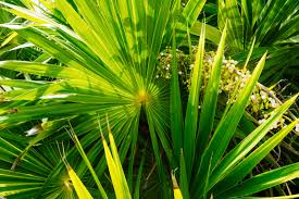 Image gallery plant heart of palm